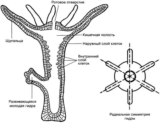 Kraken зеркало krakentor site